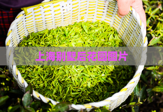 上海别墅后花园图片  第1张