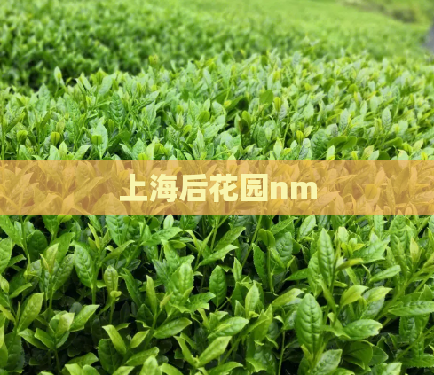 上海后花园nm  第1张
