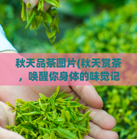 秋天品茶图片(秋天赏茶，唤醒你身体的味觉记忆)  第1张
