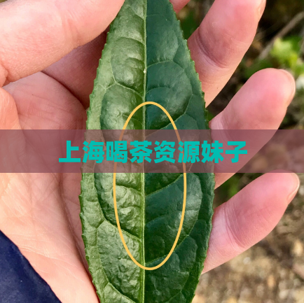 上海喝茶资源妹子  第1张