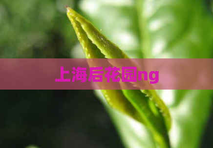 上海后花园ng  第1张