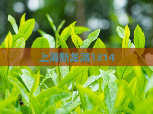 上海新龙凤1314 第1张 上海新龙凤1314 第1张