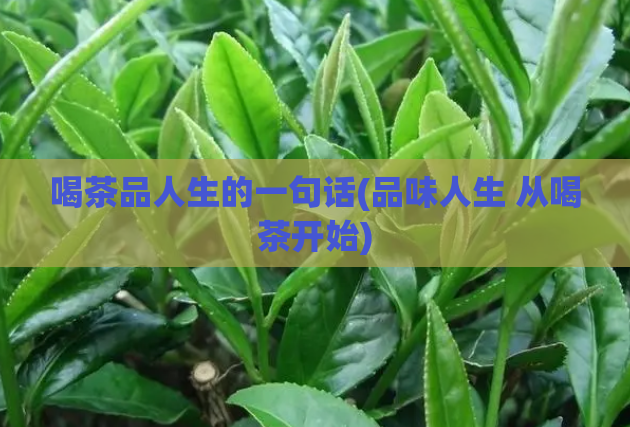 喝茶品人生的一句话(品味人生 从喝茶开始)  第1张