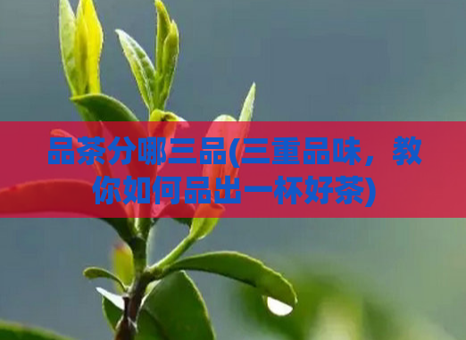 品茶分哪三品(三重品味，教你如何品出一杯好茶)  第1张