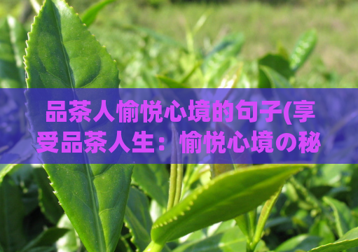 品茶人愉悦心境的句子(享受品茶人生：愉悦心境の秘诀 revealed)  第1张