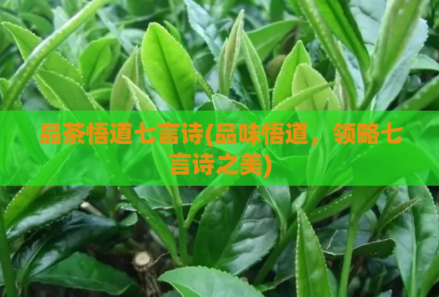 品茶悟道七言诗(品味悟道，领略七言诗之美)  第1张