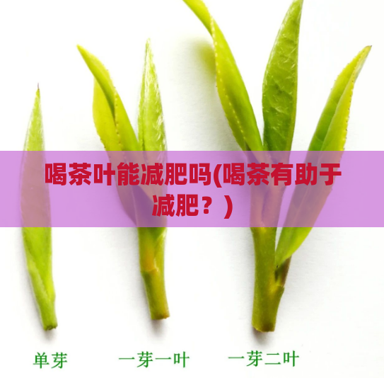 喝茶叶能减肥吗(喝茶有助于减肥？)  第1张