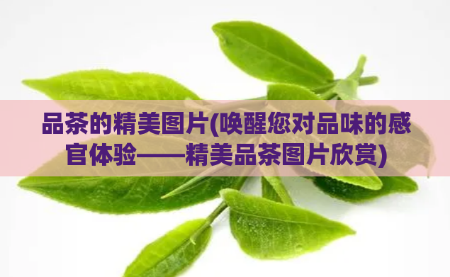 品茶的精美图片(唤醒您对品味的感官体验——精美品茶图片欣赏)  第1张