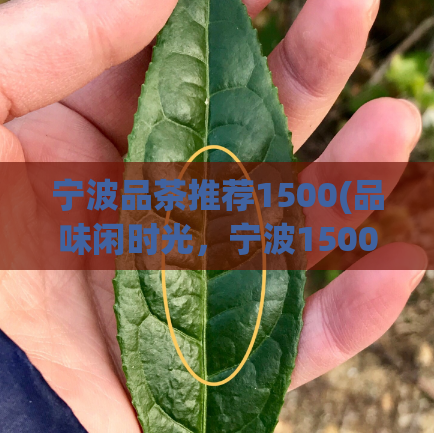 宁波品茶推荐1500(品味闲时光，宁波1500推荐茶叶)  第1张