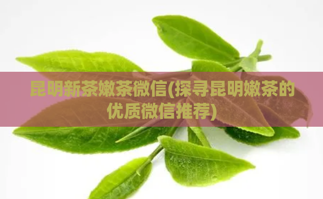 昆明新茶嫩茶微信(探寻昆明嫩茶的优质微信推荐)  第1张
