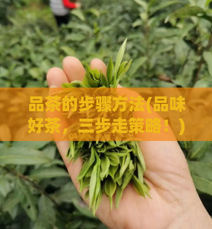 品茶的步骤方法(品味好茶，三步走策略！)  第1张