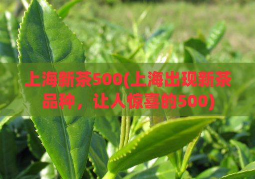 上海新茶500(上海出现新茶品种，让人惊喜的500)  第1张