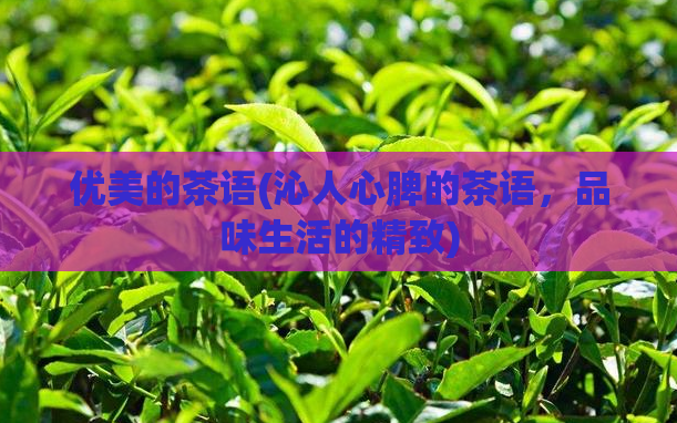 优美的茶语(沁人心脾的茶语，品味生活的精致)  第1张