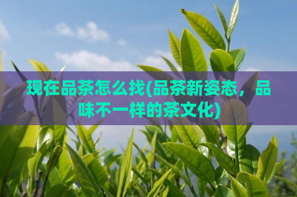 现在品茶怎么找(品茶新姿态，品味不一样的茶文化)  第1张
